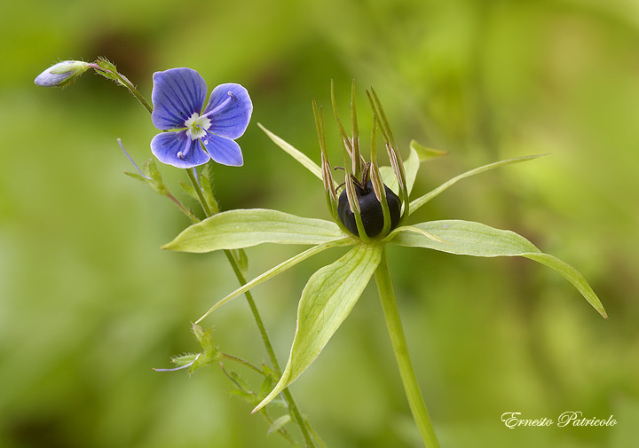 Paris quadrifolia e Veronica chamaedrys